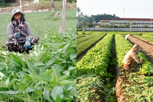 Chịu chơi như nông dân Phú Yên, mua đất 7 tỷ chỉ để trồng rau, trả 70 tỷ không bán