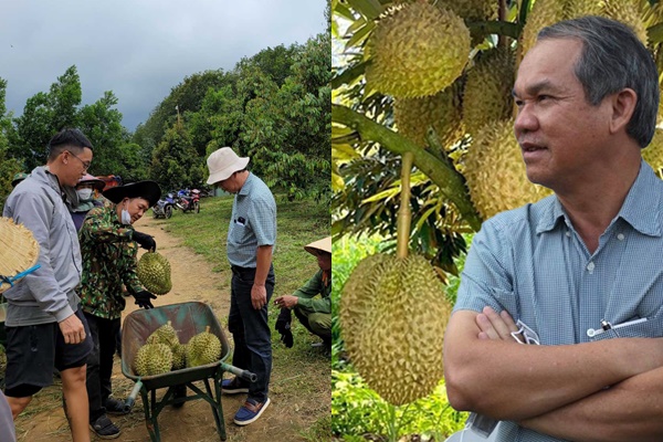 Nuốt nước mắt vào trong, bầu Đức đi thu hoạch sầu riêng, thu về hàng trăm tỉ, lãi lớn khi sầu đang tăng giá